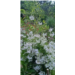 PHOTO JARDIN CHENE-HOME ECLIMEUX.jpg