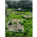 9. Jardin du cloître-BD.jpg