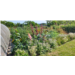 18. Les jardins Kit'éco-BD.jpg