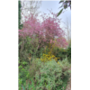 Jardin sauvage v2.png