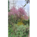Jardin sauvage v2.png