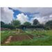Jardin-partage-Gael-mai-2024 (11).jpg