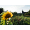 chapelle tournesol (2)_compress.jpg
