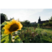 chapelle tournesol (2)_compress.jpg