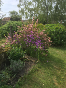 jardin2.jpeg