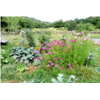Le jardin du Bez 4.JPG
