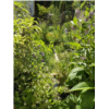 Jardin_Marie.jpg