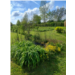 vue du jardin .jpeg