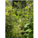 Jardin_Marie.jpg