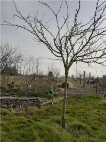 touratier-prunus.JPG