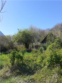 jardin sauvage 1.JPG