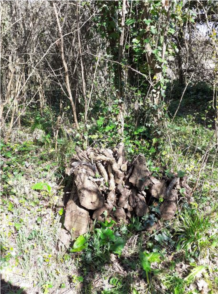jardin sauvage-tas bois.JPG