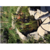 mare, jardin ecole Jardinot_anna pauchet.jpeg