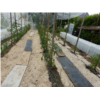 jardin de sibex_dominique dugué.png