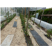 jardin de sibex_dominique dugué.png