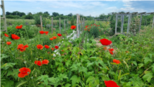 3 Copie coquelicots compréssé.jpg