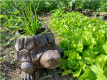 tortue et salade.jpeg