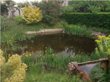 Jardin de Colette et Michel _ mare.jpg