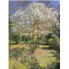 Jardin du Gué compréssé.jpg