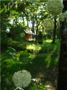 Viburnum opulus.JPG